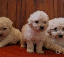 Poodle toy hembras y machos