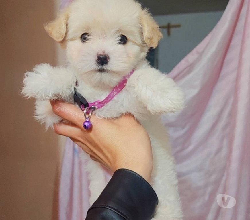 Gatos en Venta Cachapoal Rancagua - Fotos de Maltipoo cachorros