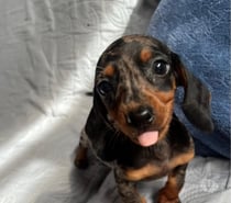 Cachorros salchichas