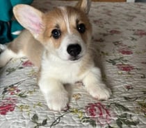 Raza corgi pembroke