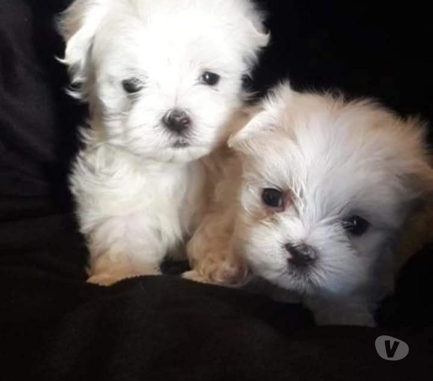 Gatos en Venta Cachapoal Rancagua - Fotos de Belllos maltes hembra y macho