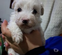 Lindos poodle maltes