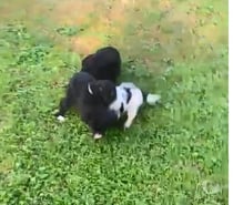 Cachorros border collie rebajadisimos $ 160.000