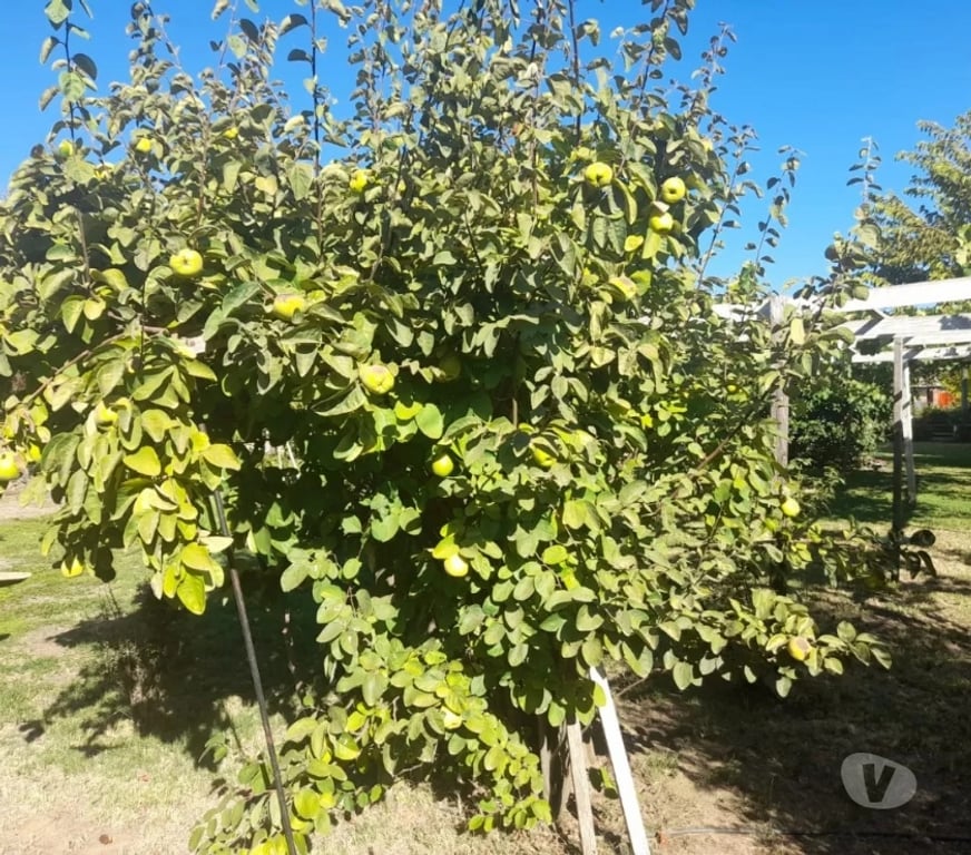 Parcelas en Venta Melipilla Alhué - Fotos de Se Vende Parcela De Agrado En Comuna De Alhue