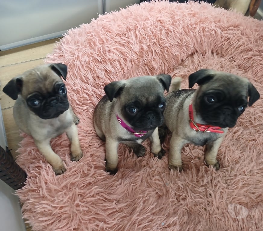 Gatos en Venta Santiago Estación Central - Fotos de Perros raza pug