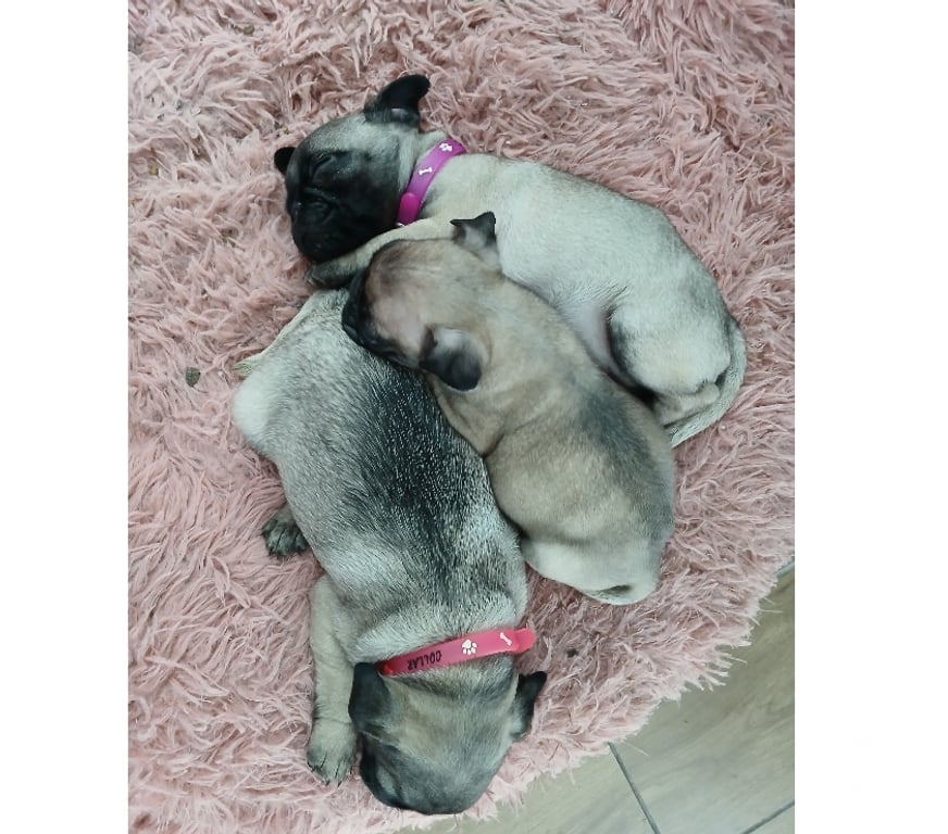 Gatos en Venta Santiago Estación Central - Fotos de Perros raza pug