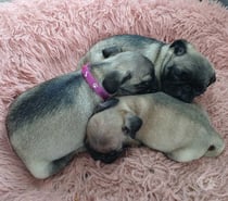 Perros raza pug