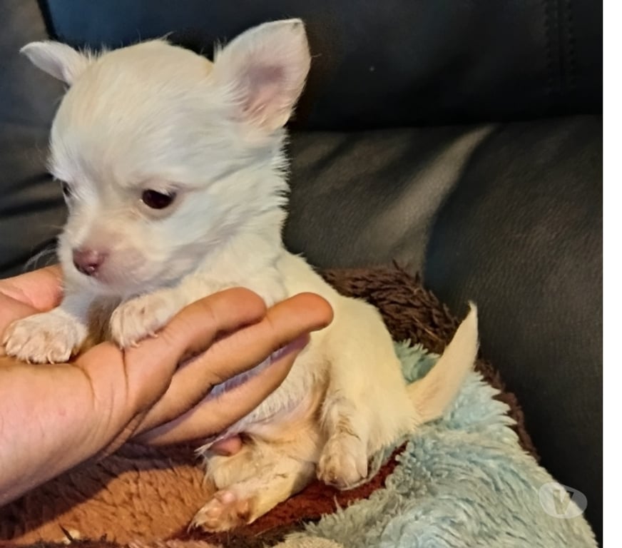 Gatos en Venta Santiago La Pintana - Fotos de Chihuahua mini blanca
