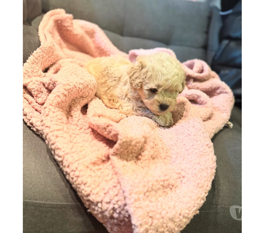 Gatos en Venta Santiago Vitacura - Fotos de HERMOSOS CACHORROS POODLE MICRO TOY