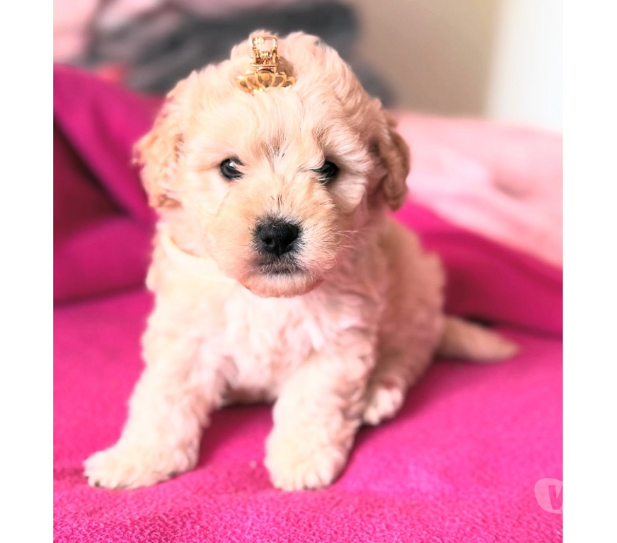 Gatos en Venta Santiago Vitacura - Fotos de HERMOSOS CACHORROS POODLE MICRO TOY