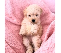 HERMOSOS CACHORROS POODLE MICRO TOY