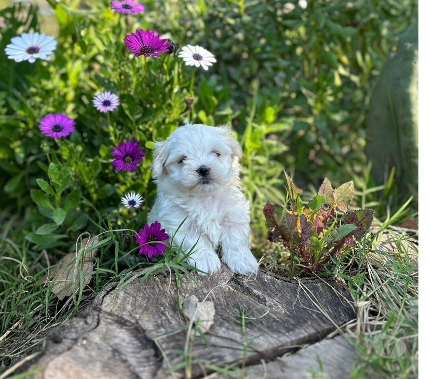 Gatos en Venta Santiago Santiago - Fotos de Maltes bichón hermosos