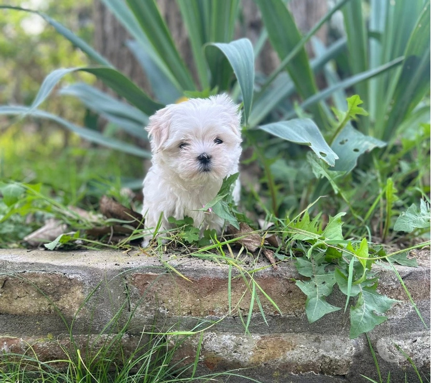 Gatos en Venta Santiago Santiago - Fotos de Maltes bichón hermosos