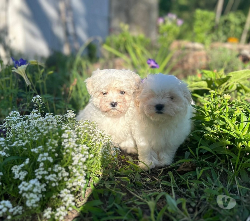 Gatos en Venta Santiago Santiago - Fotos de Maltes bichón hermosos
