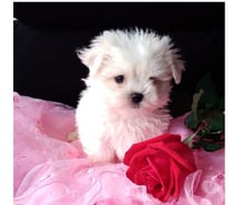 Maltes bichón hermosos