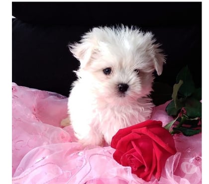 Gatos en Venta Santiago Santiago - Fotos de Maltes bichón hermosos