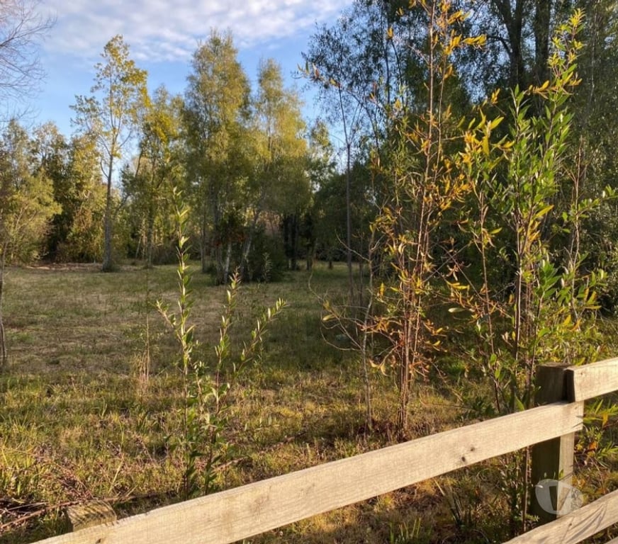 Parcelas en Venta Cautín Villarrica - Fotos de Parcela en a 10 minutos de Villarrica bosque nativo