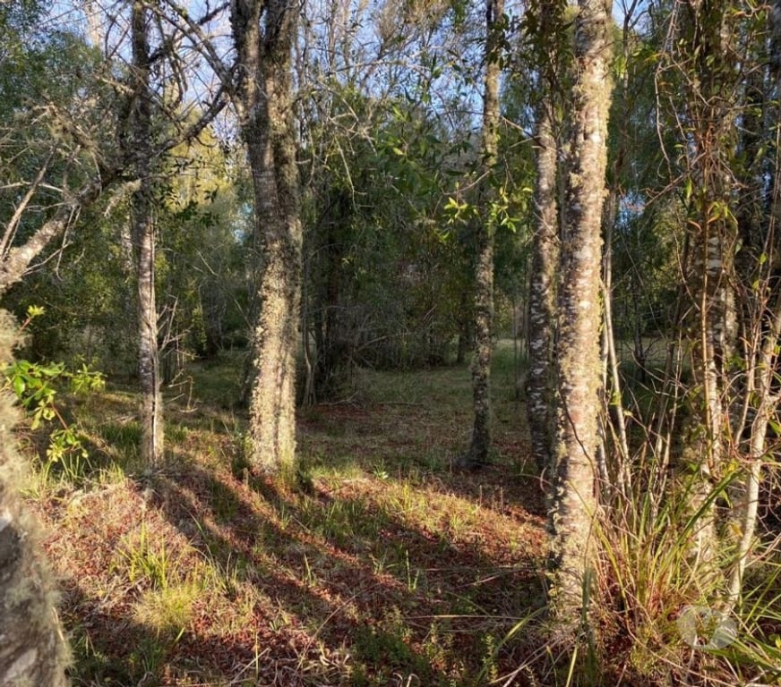 Parcelas en Venta Cautín Villarrica - Fotos de Parcela en a 10 minutos de Villarrica bosque nativo