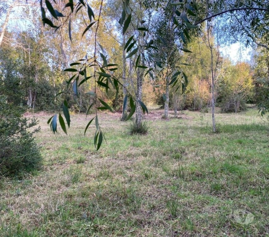 Parcelas en Venta Cautín Villarrica - Fotos de Parcela en a 10 minutos de Villarrica bosque nativo