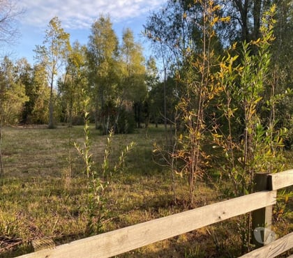 Terrenos en Venta Villarrica Cautín - Fotos de Parcela en a 10 minutos de Villarrica bosque nativo