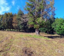 Fotos de Parcelas a 20 minutos de Villarrica entorno natural