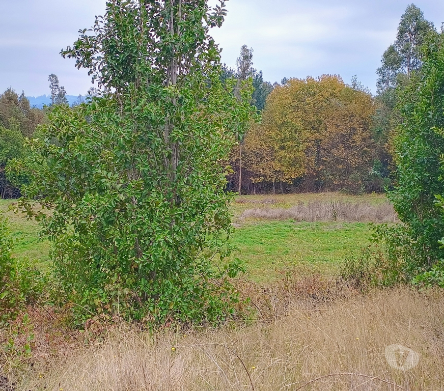 Parcelas en Venta Cautín Villarrica - Fotos de Parcela con lomaje suave, buena ubicación lugar tranquilo