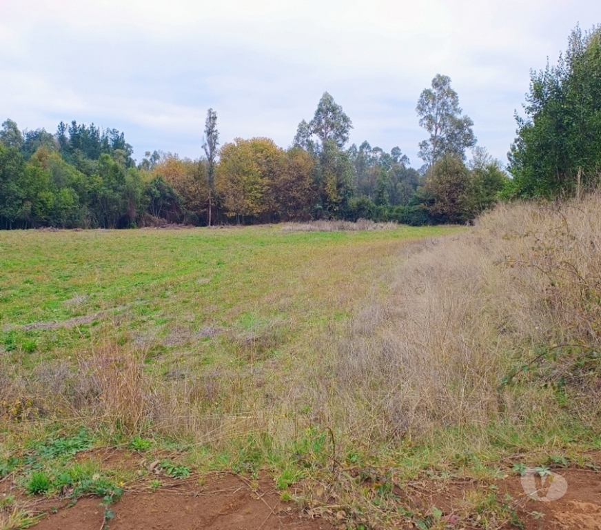 Parcelas en Venta Cautín Villarrica - Fotos de Parcela con lomaje suave, buena ubicación lugar tranquilo