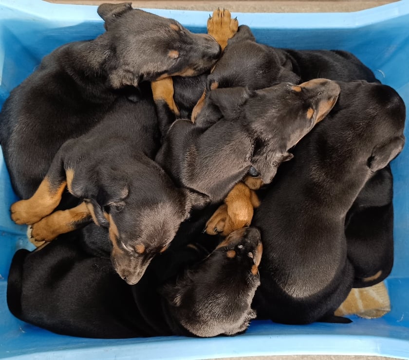 Perros en Venta Coronel Concepción - Fotos de DOBERMAN PERRITOS 2 MESES
