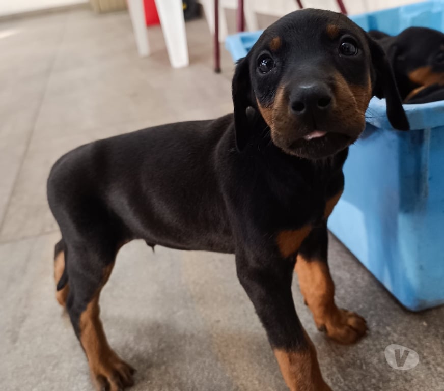 Gatos en Venta Concepción Coronel - Fotos de DOBERMAN PERRITOS 2 MESES