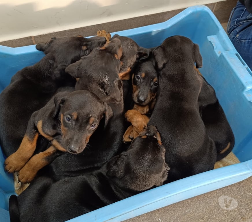 Gatos en Venta Concepción Coronel - Fotos de DOBERMAN PERRITOS 2 MESES