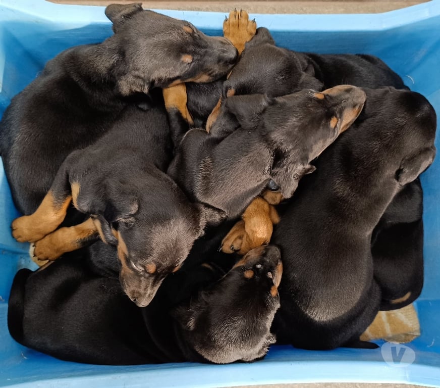 Gatos en Venta Concepción Coronel - Fotos de DOBERMAN PERRITOS 2 MESES