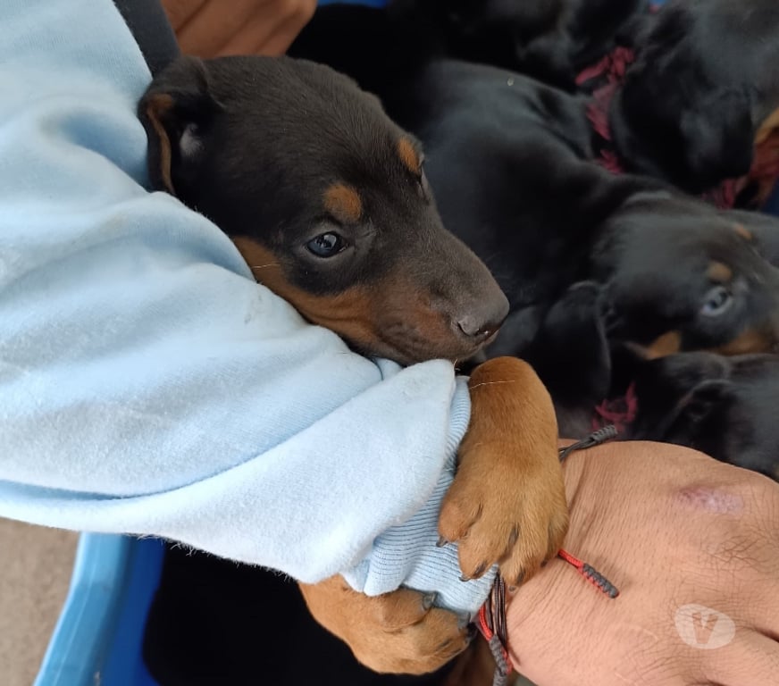 Gatos en Venta Concepción Coronel - Fotos de DOBERMAN PERRITOS 2 MESES
