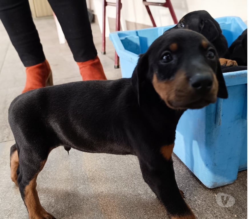 Gatos en Venta Concepción Coronel - Fotos de DOBERMAN PERRITOS 2 MESES