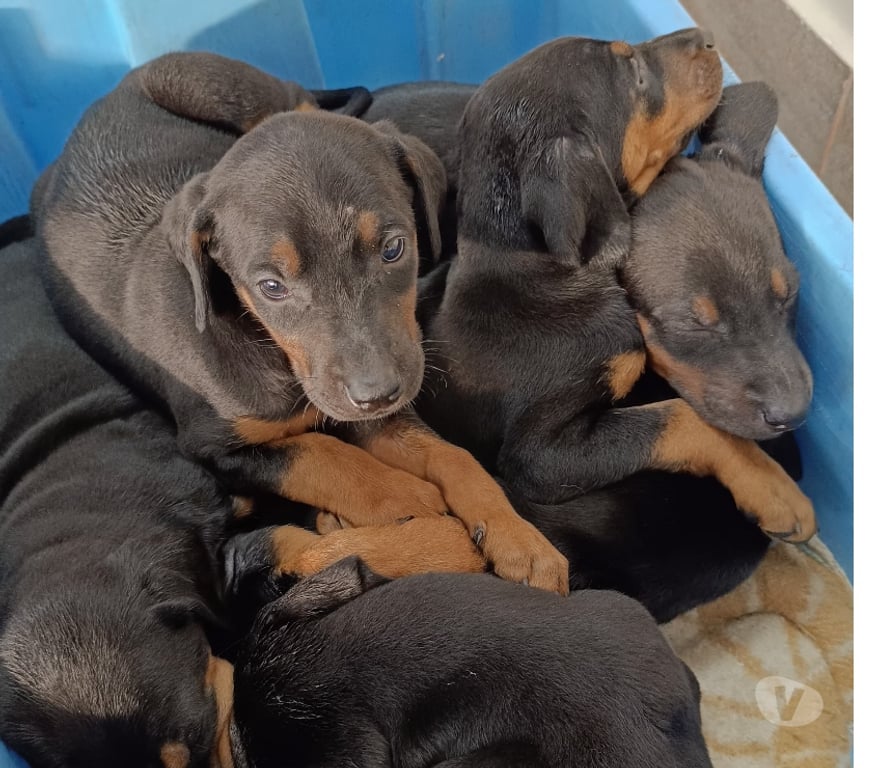 Gatos en Venta Concepción Coronel - Fotos de DOBERMAN PERRITOS 2 MESES