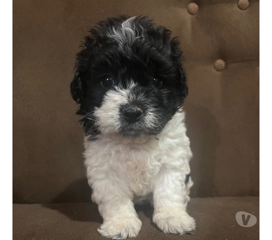 Gatos en Venta Santiago La Pintana - Fotos de Venta de Poodle Toy
