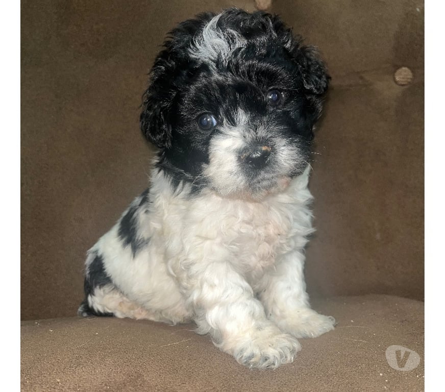 Gatos en Venta Santiago La Pintana - Fotos de Venta de Poodle Toy