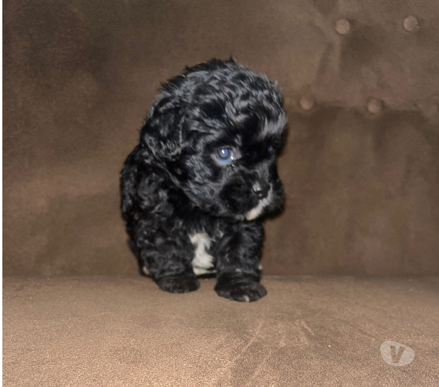 Gatos en Venta Santiago La Pintana - Fotos de Venta de Poodle Toy