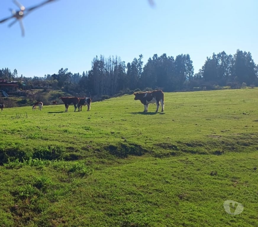 Parcelas en Venta Melipilla Melipilla - Fotos de hermosa parcela en el sector "El esfuerzo, Codigua"