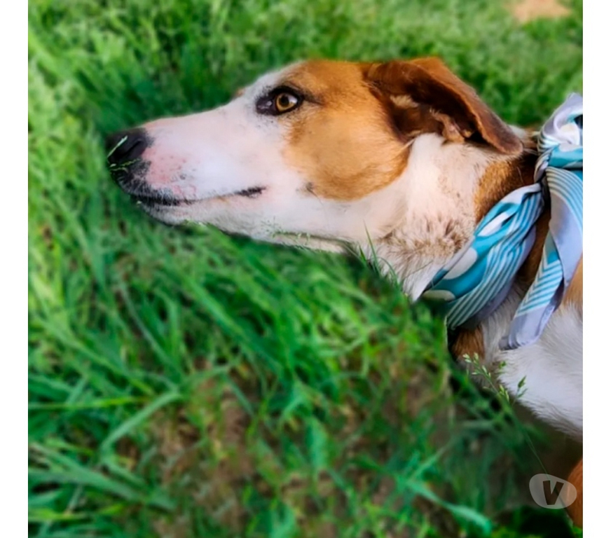 Adopción ed Animales Santiago La Reina - Fotos de Nieve busca una familia
