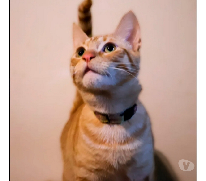 Adopción ed Animales Santiago La Reina - Fotos de Simba busca un hogar