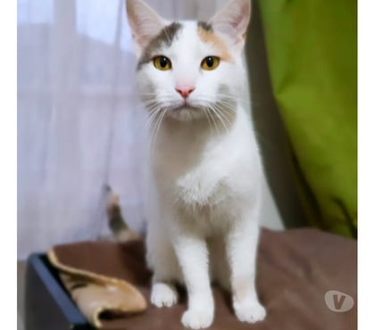 Adopción ed Animales La Reina Santiago - Fotos de Bianca busca una familia