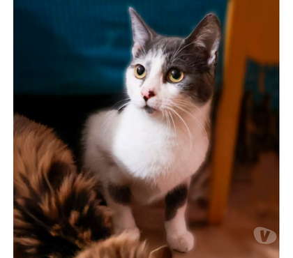 Adopción de Gatos La Reina Santiago - Fotos de Ariel busca un hogar