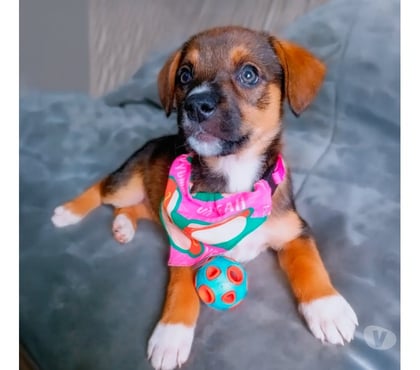 Adopción ed Animales La Reina Santiago - Fotos de Sofy busca una familia