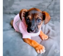Laurita busca una familia