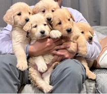Golden retriever $200.000