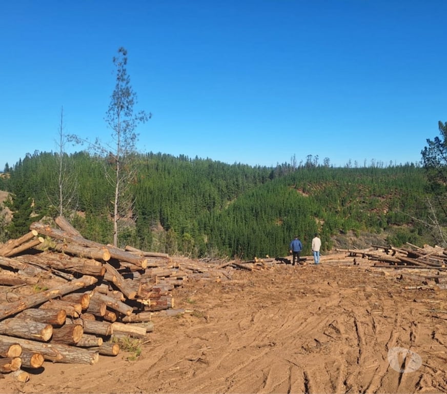 Parcelas en Venta Cardenal Caro Paredones - Fotos de Terreno Cercano a Paredones