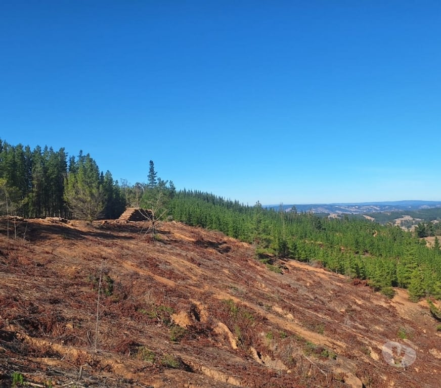 Parcelas en Venta Cardenal Caro Paredones - Fotos de Terreno Cercano a Paredones