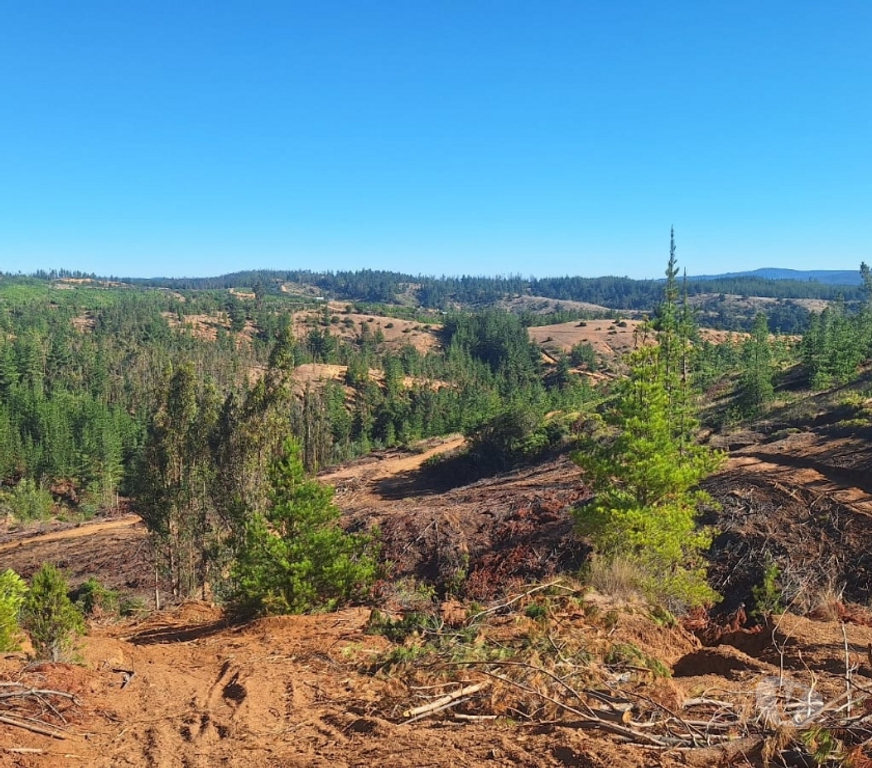 Parcelas en Venta Cardenal Caro Paredones - Fotos de Terreno Cercano a Paredones