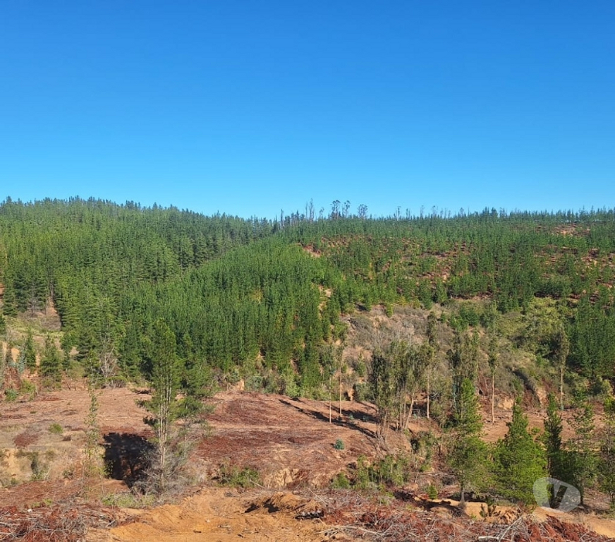 Parcelas en Venta Cardenal Caro Paredones - Fotos de Terreno Cercano a Paredones