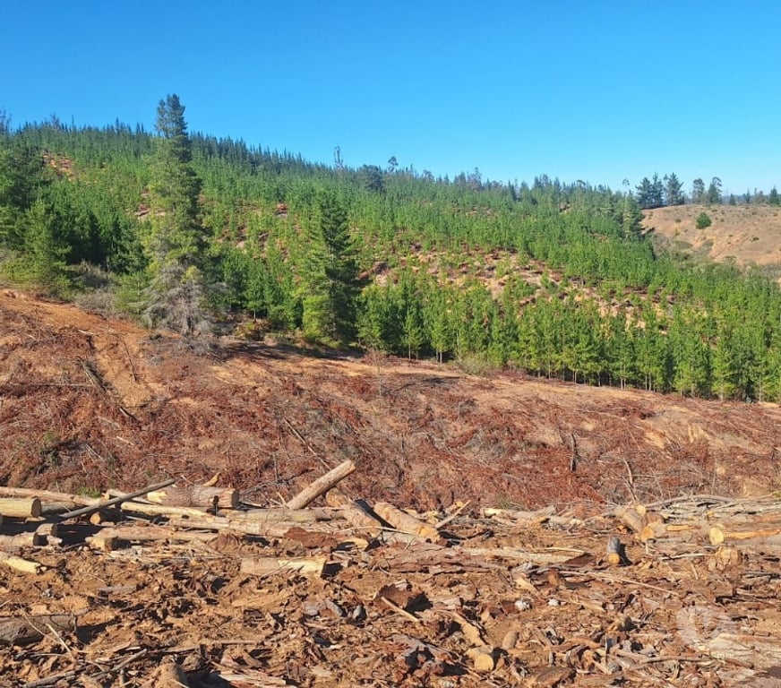 Parcelas en Venta Cardenal Caro Paredones - Fotos de Terreno Cercano a Paredones